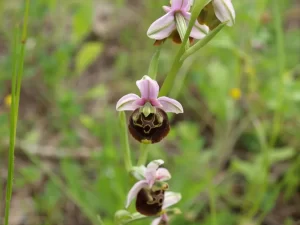 Bumbarova kokica Ophrys fuciflora
