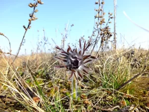 Crnkasta sasa Pulsatilla pratensis subsp. nigricans