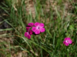 Hrvatski klinčić Dianthus giganteus