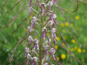 Jadranska kozonoška Himantoglossum adriaticum