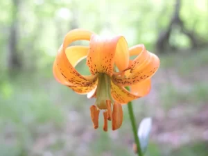 Kranjski ljiljan Lilium carniolicum