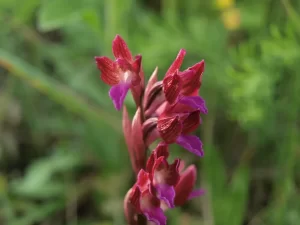 Leptirasti kaćun Orchis papilionacea