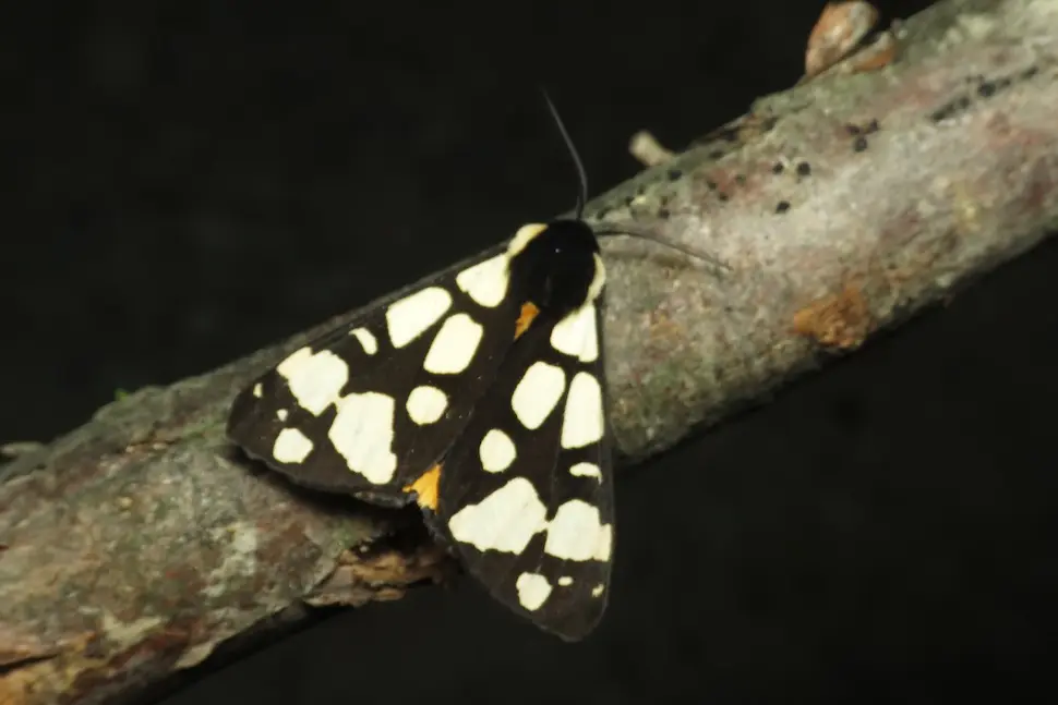 CRNA MEDONJICA (𝐴𝑟𝑐𝑡𝑖𝑎 𝑣𝑖𝑙𝑙𝑖𝑐𝑎)