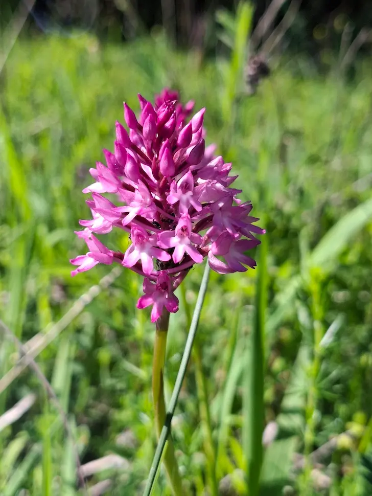 Crvena vratiželja (𝐴𝑛𝑎𝑐𝑎𝑚𝑝𝑡𝑖𝑠 𝑝𝑦𝑟𝑎𝑚𝑖𝑑𝑎𝑙𝑖𝑠)