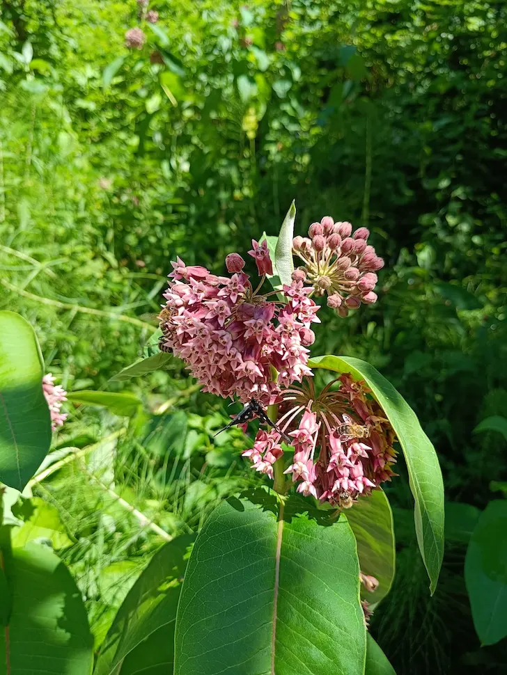 Prava svilenica (𝐴𝑠𝑐𝑙𝑒𝑝𝑖𝑎𝑠 𝑠𝑦𝑟𝑖𝑎𝑐𝑎)