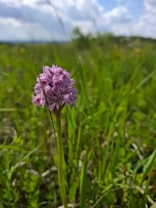 Trozubi kaćun (𝑂𝑟𝑐ℎ𝑖𝑠 𝑡𝑟𝑖𝑑𝑒𝑛𝑡𝑎𝑡𝑎) (2)