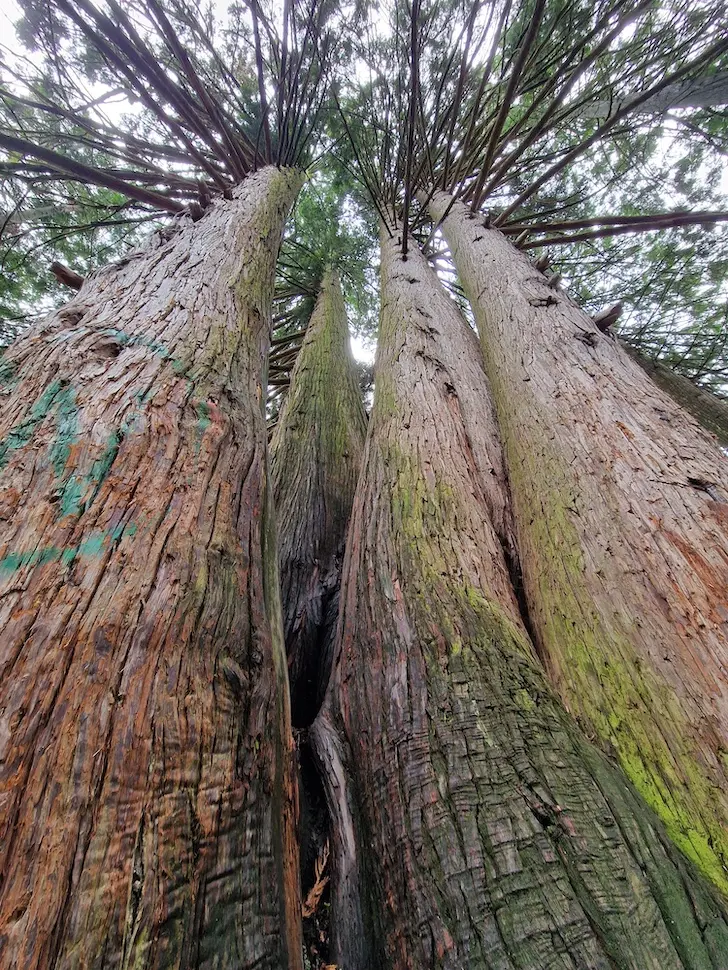 arboretum opeka