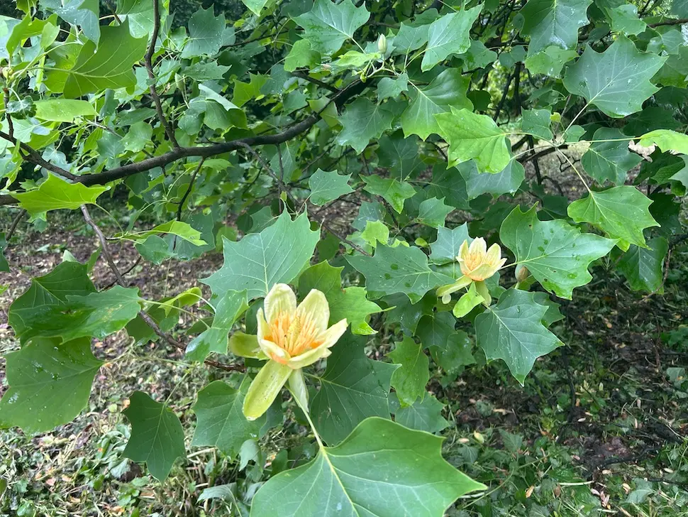 arboretum opeka