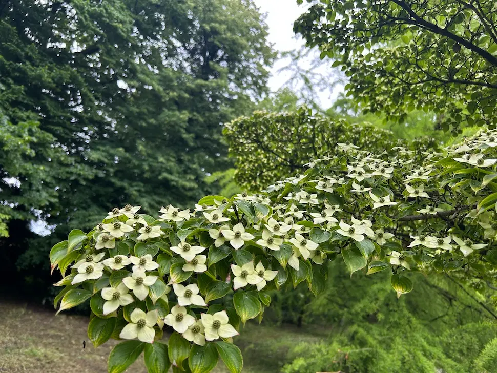 arboretum opeka