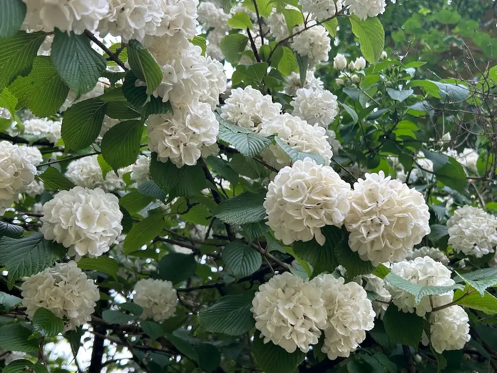 arboretum opeka