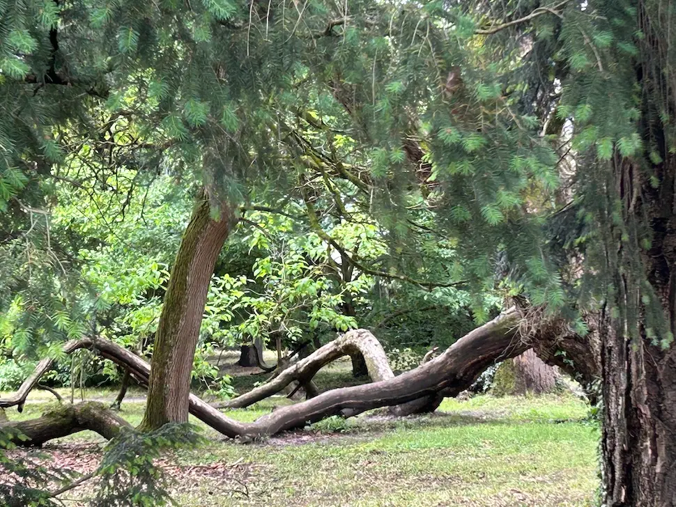 arboretum opeka