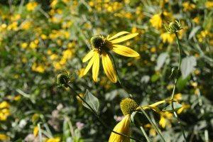 Dronjava pupavica (Rudbeckia laciniata)