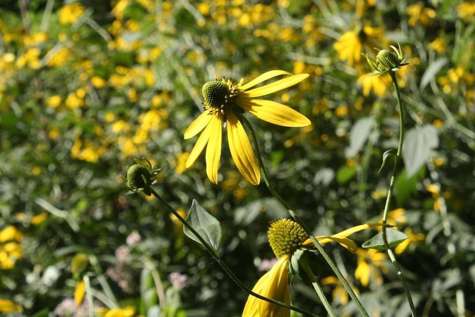 Dronjava pupavica (Rudbeckia laciniata)