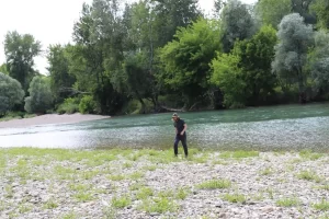 Kebrač u fazi cvatnje