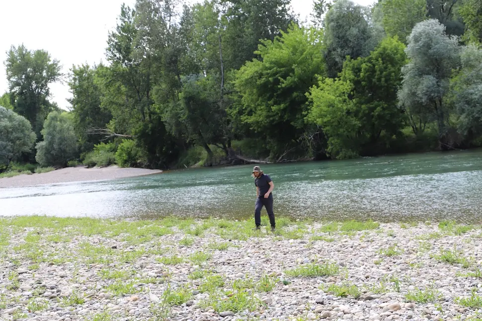 Kebrač u fazi cvatnje