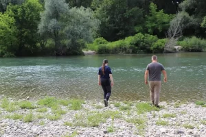 Kebrač u fazi cvatnje