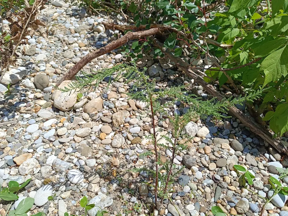 Kebrač u fazi cvatnje