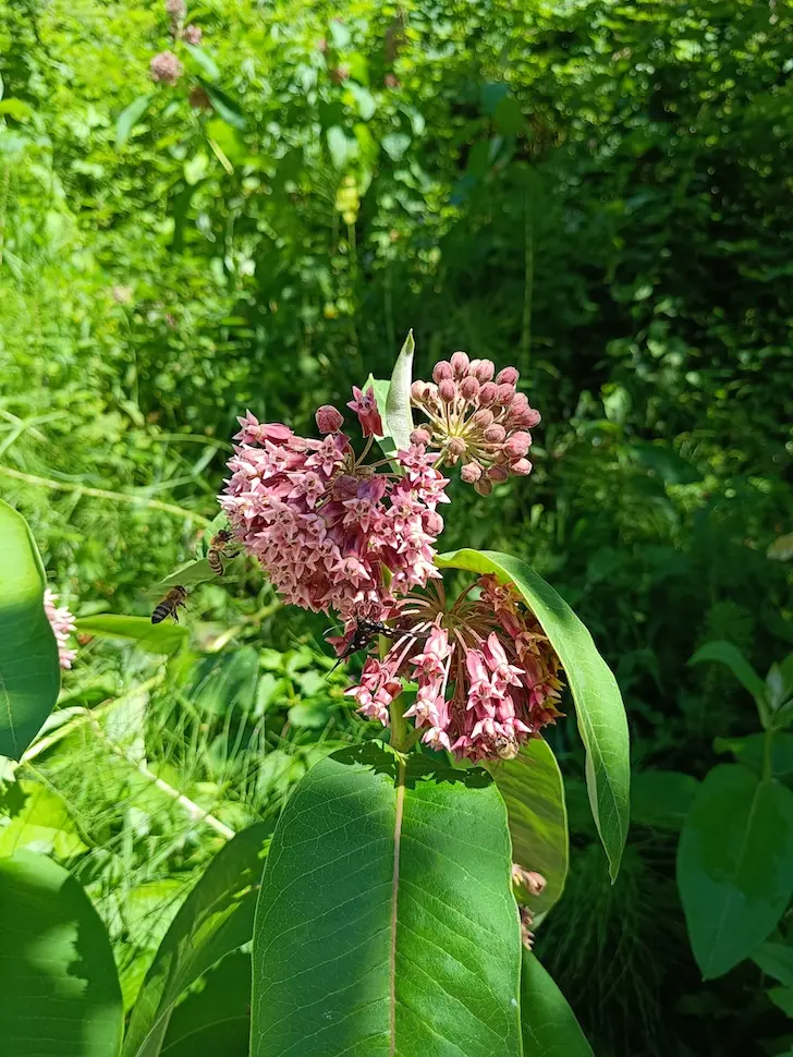 Prava svilenica (Asclepias syriaca)