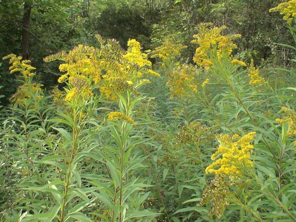 Zlatnica (Solidago sp.)