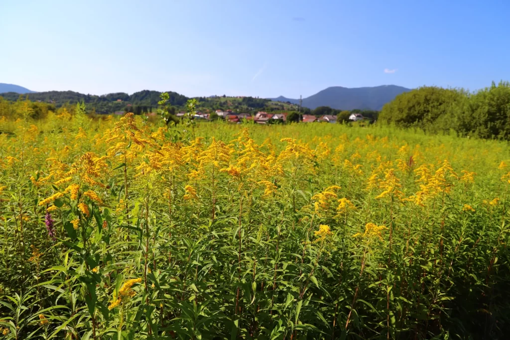 Zlatnice (Solidago spp.)