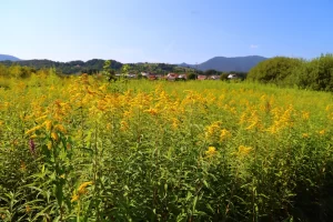 Zlatnice (Solidago spp.)