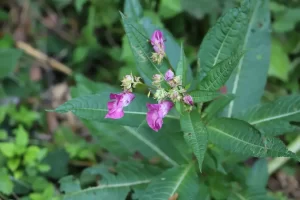 žljezdasti nedirak (Impatiens glandulifera)