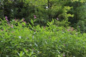 Žljezdasti nedirkak (Impatiens glandulifera)