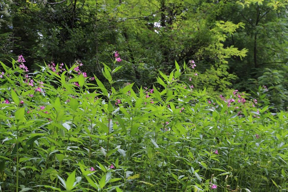 Žljezdasti nedirkak (Impatiens glandulifera)