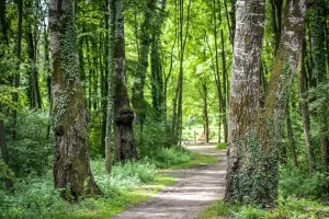 Dravska park šuma