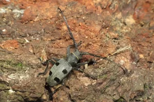 morimus funereus