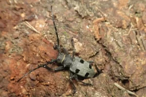 morimus funereus