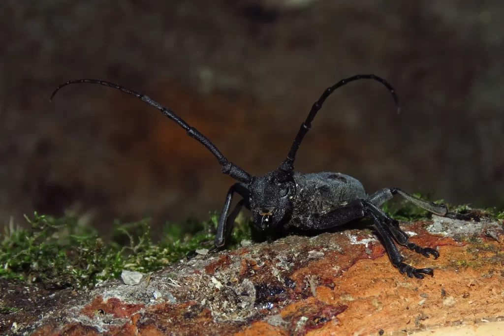 morimus funereus