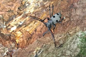 morimus funereus