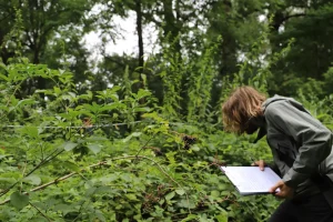 monitoring invazivnih vrsta