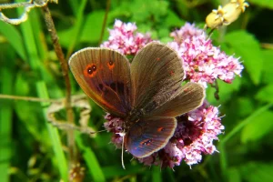 𝐸𝑟𝑒𝑏𝑖𝑎 𝑎𝑒𝑡ℎ𝑖𝑜𝑝𝑠 (obični planinski okaš) (2)