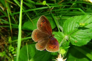 𝐸𝑟𝑒𝑏𝑖𝑎 𝑎𝑒𝑡ℎ𝑖𝑜𝑝𝑠 (obični planinski okaš)