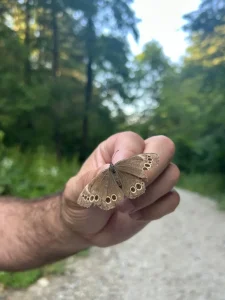 𝐿𝑜𝑝𝑖𝑛𝑔𝑎 𝑎𝑐ℎ𝑖𝑛𝑒 (šumski okaš)