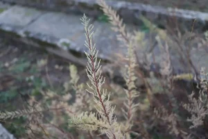 aktivnosti reintrodukcije kebrača u Varaždinskoj županiji