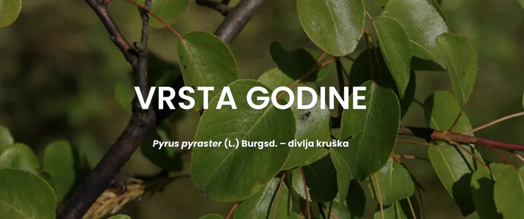 banner vrsta godina 2025