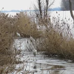 Ptice na zaleđenoj vodi