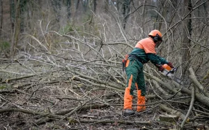 Čovjek pili drvo u šumi