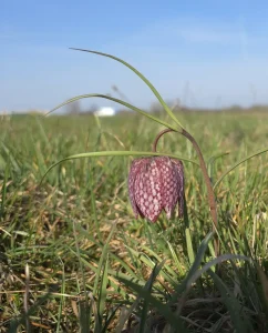 Kockavice i crnkaste sase