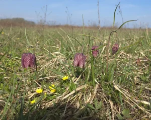 Kockavice i crnkaste sase