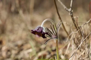 Kockavice i crnkaste sase