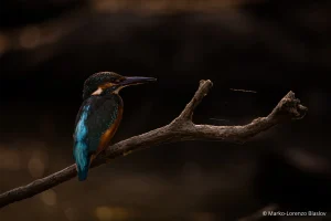 Godišnjica Rezervata biosfere Mura - Drava - Dunav